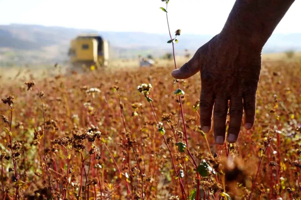 gumushanede karabugday hasadi basladi zuILtbLP