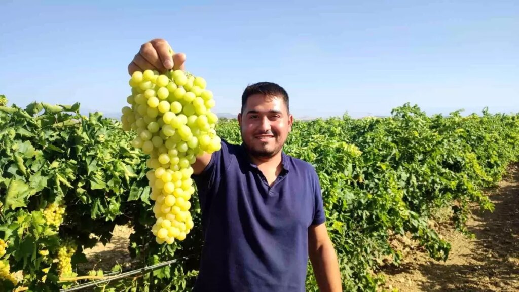 isabey uzumunde hasat sezonu SUz4cyuP