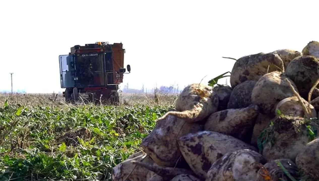 seker pancari alim fiyatibelli oldu uFvKnDtv
