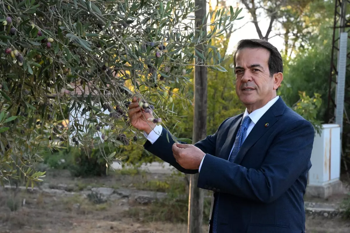 zeytinparkta asirlik zeytin agaclarindan 70 kilogram zeytin bekleniyor 2ipfr67K