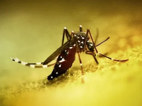 Chikungunya Salgını Yayıldı: Çin’de Halk Sağlığı Acil Durumu Ilan Edildi – Sağlık Emekçileri Haber Kanalı