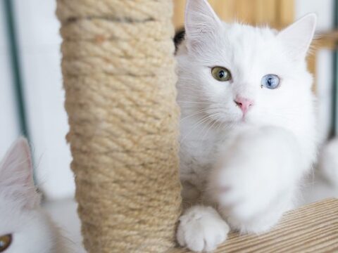 Kedilerde kanser araştırması, insan tedavisi için umut ışığı oldu